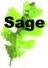 1sage-leaf.JPG (1519 bytes)
