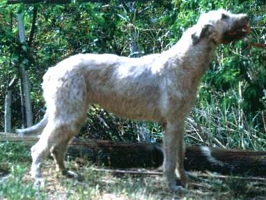 belle22m-b.JPG (31340 bytes)